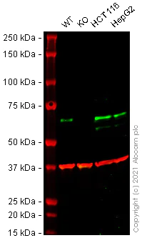 Western blot - Human ATG14 (ATG14L) knockout HeLa cell lysate (AB258319)