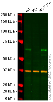 Western blot - Human ATG14 (ATG14L) knockout THP-1 cell line (AB277833)