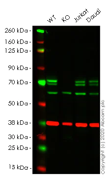 Western blot - Human ATG16L1 knockout HeLa cell line (AB261772)