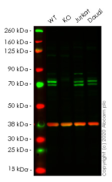 Western blot - Human ATG16L1 knockout HeLa cell line (AB261773)