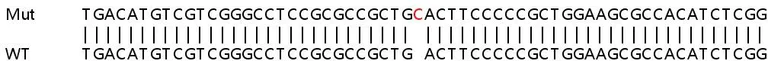 Sanger Sequencing - Human ATG16L1 knockout HeLa cell line (AB265263)