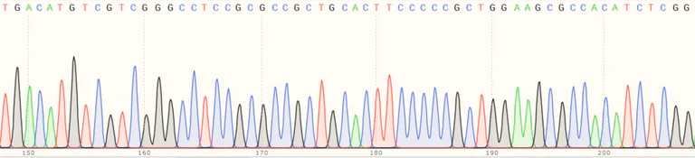 Sanger Sequencing - Human ATG16L1 knockout HeLa cell line (AB265263)
