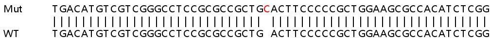 Sanger Sequencing - Human ATG16L1 knockout HeLa cell lysate (AB256842), expandable thumbnail