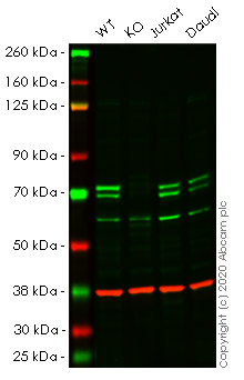 Western blot - Human ATG16L1 knockout HeLa cell lysate (AB256842), expandable thumbnail