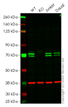 Western blot - Human ATG16L1 knockout HeLa cell lysate (AB256842), expandable thumbnail