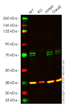 Western blot - Human ATG16L1 knockout HeLa cell lysate (AB256843), expandable thumbnail