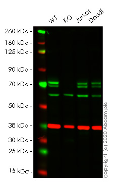 Western blot - Human ATG16L1 knockout HeLa cell lysate (AB256843), expandable thumbnail