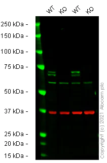 Western blot - Human ATG16L1 knockout THP-1 cell line (AB277834)