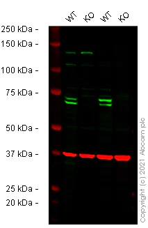 Western blot - Human ATG16L1 knockout THP-1 cell line (AB277834)