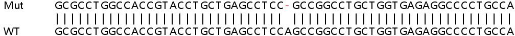 Human ATG2A knockout HeLa cell line