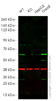 Western blot - Human ATG4A knockout HeLa cell lysate (AB257846)