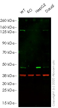 Western blot - Human ATG4A knockout HeLa cell lysate (AB257846), expandable thumbnail
