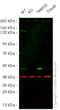 Western blot - Human ATG4A knockout HeLa cell lysate (AB257846)