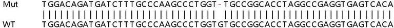 Sanger Sequencing - Human ATG4B knockout HeLa cell lysate (AB257364)