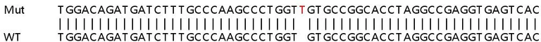 Sanger Sequencing - Human ATG4B knockout HeLa cell lysate (AB257364)