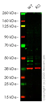 Western blot - Human ATG4B knockout HeLa cell lysate (AB257364)