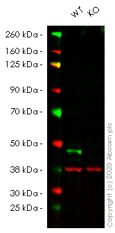 Western blot - Human ATG4B knockout HeLa cell lysate (AB257364), expandable thumbnail