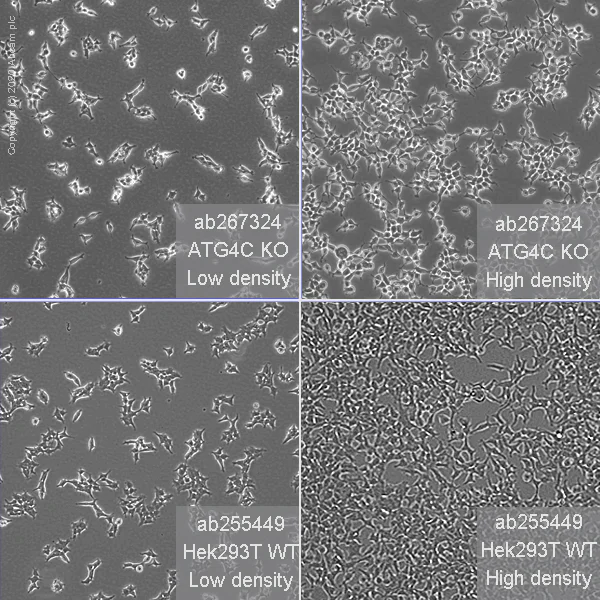 Cell Culture - Human ATG4C knockout HEK-293T cell line (AB267324)