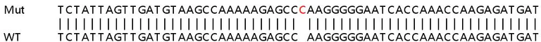 Sanger Sequencing - Human ATG4C knockout HEK-293T cell line (AB267324)