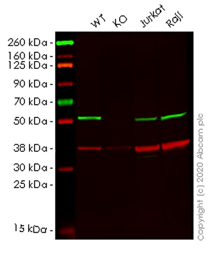 Western blot - Human ATG4C knockout HEK-293T cell lysate (AB257847)