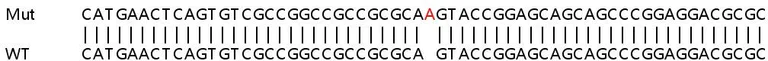 Sanger Sequencing - Human ATG4D knockout HeLa cell lysate (AB258788)