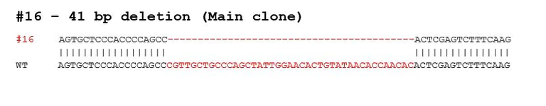 Sanger Sequencing - Human ATG7 knockout HeLa cell line (AB283307)