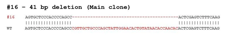 Sanger Sequencing - Human ATG7 knockout HeLa cell lysate (AB287353)