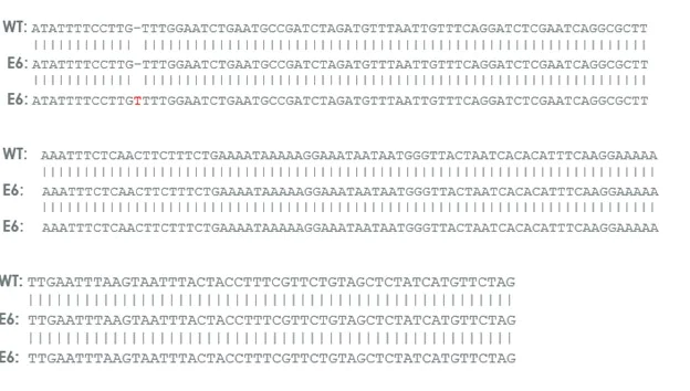 Sanger Sequencing - Human ATM heterozygous knockout MCF7 cell line (AB282630)