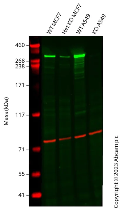 Western blot - Human ATM heterozygous knockout MCF7 cell line (AB282630)