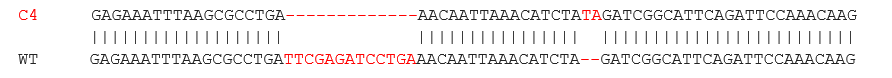 Sanger Sequencing - Human ATM knockout A549 cell line (AB276095), expandable thumbnail