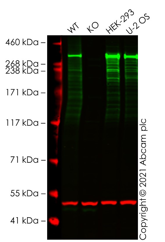 Western blot - Human ATM knockout A549 cell line (AB276095), expandable thumbnail