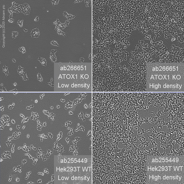 Cell Culture - Human ATOX1 knockout HEK-293T cell line (AB266651), expandable thumbnail