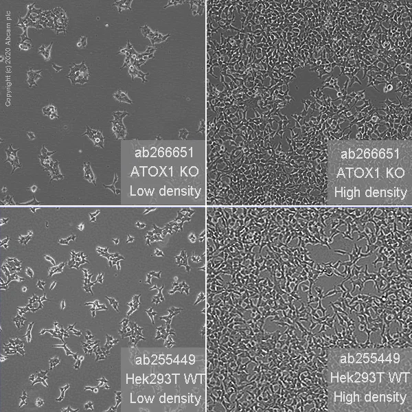 Cell Culture - Human ATOX1 knockout HEK-293T cell line (AB266651)