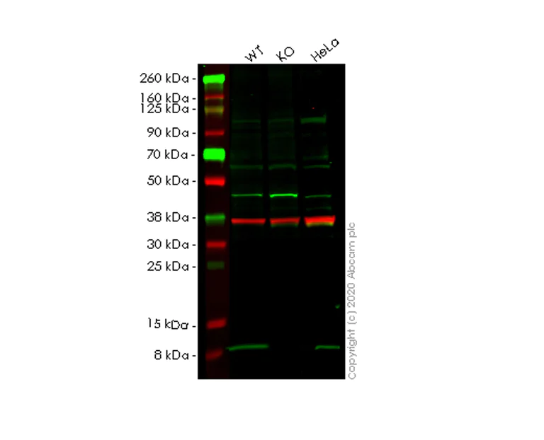 Western blot - Human ATOX1 knockout HEK-293T cell line (AB266651)
