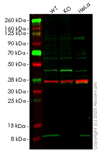 Western blot - Human ATOX1 knockout HEK-293T cell lysate (AB257849)