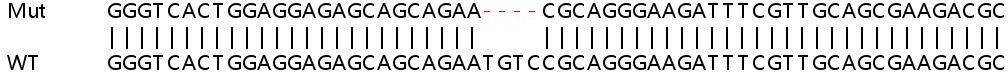 Sanger Sequencing - Human ATP10A knockout A549 cell line (AB267040), expandable thumbnail