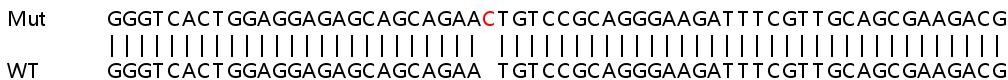 Sanger Sequencing - Human ATP10A knockout A549 cell line (AB267040), expandable thumbnail