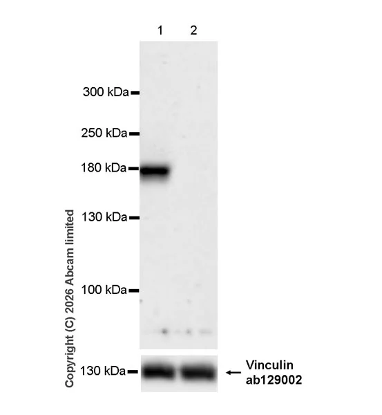 Western blot - Human ATP10B Knockout LS513 cell line (AB324258)