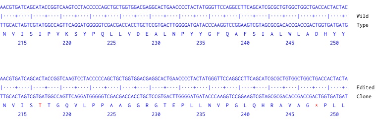 Next Generation Sequencing - Human ATP13A2 knockout HEK-293 cell line (AB274925)
