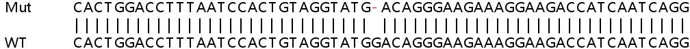 Sanger Sequencing - Human ATP13A3 knockout HeLa cell line (AB266024)