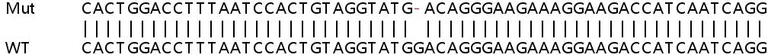 Sanger Sequencing - Human ATP13A3 knockout HeLa cell line (AB266024)