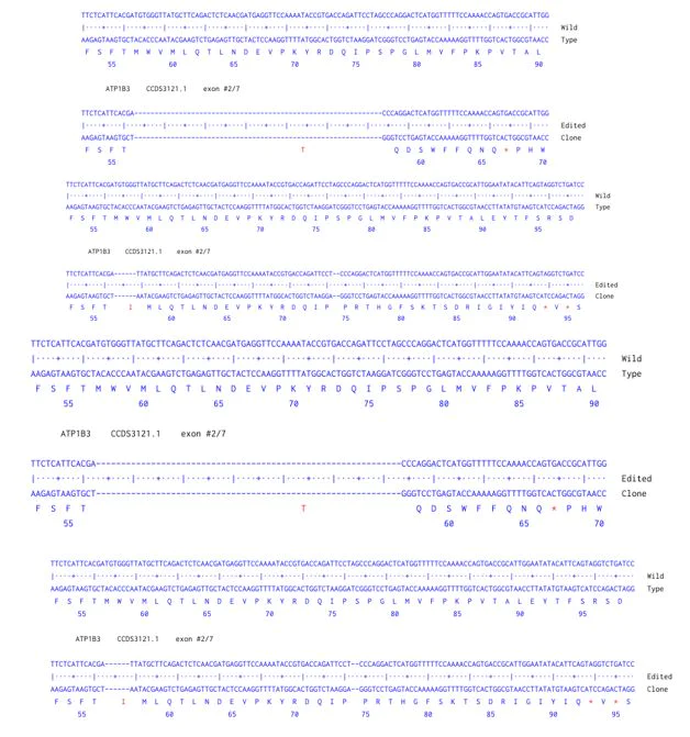 Next Generation Sequencing - Human ATP1B3 knockout A549 cell line (AB300855)