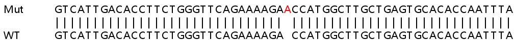 Sanger Sequencing - Human ATP2B1 (PMCA1) knockout HeLa cell lysate (AB257365), expandable thumbnail