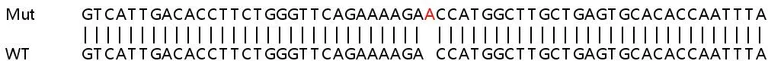Sanger Sequencing - Human ATP2B1 (PMCA1) knockout HeLa cell lysate (AB257365)