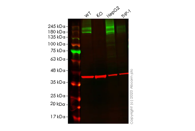 Western blot - Human ATP2B1 (PMCA1) knockout HeLa cell lysate (AB257365)