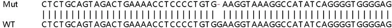 Sanger Sequencing - Human ATP2B4 (Calcium Pump PMCA4 ATPase) knockout HeLa cell lysate (AB258321)