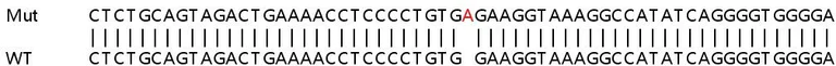 Sanger Sequencing - Human ATP2B4 (Calcium Pump PMCA4 ATPase) knockout HeLa cell lysate (AB258321)