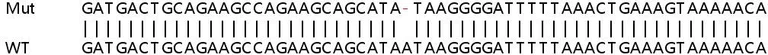 Sanger Sequencing - Human ATP2C1 knockout HEK-293T cell lysate (AB258322)