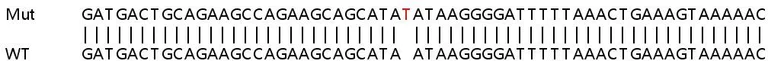 Sanger Sequencing - Human ATP2C1 knockout HEK-293T cell lysate (AB258322)