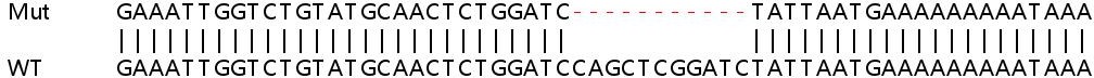 Sanger Sequencing - Human ATP5G3 knockout HEK-293T cell line (AB266145)